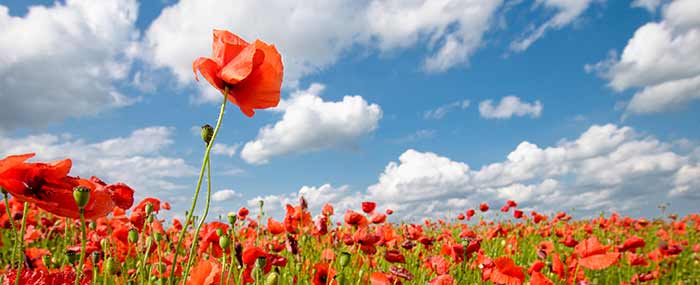 field of poppies for mindfulness meditation