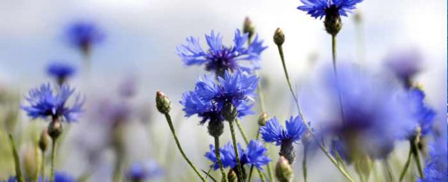 cornflowers