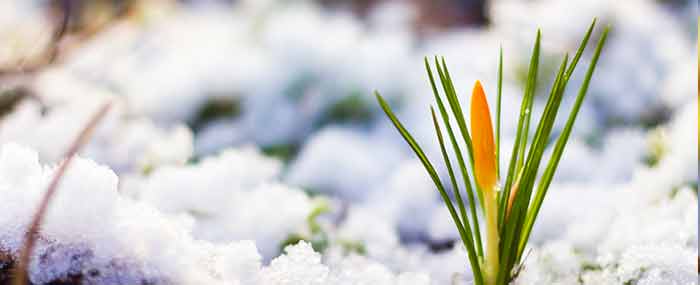 crocus bud in winter