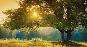 Landscape with tree