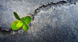 resilient plant grows in concrete
