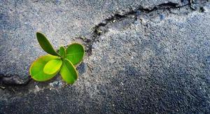 resilient plant grows in concrete