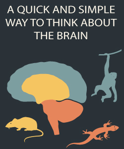 A Quick and Simple Way to Think About the Brain Infographic