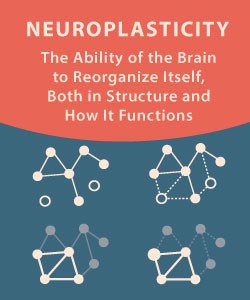 Neuroplasticity, Brain Structure and Function Infographic