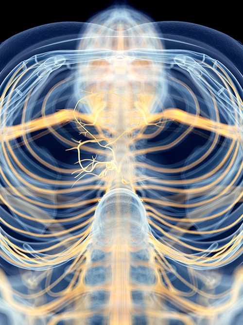 vagus nerve