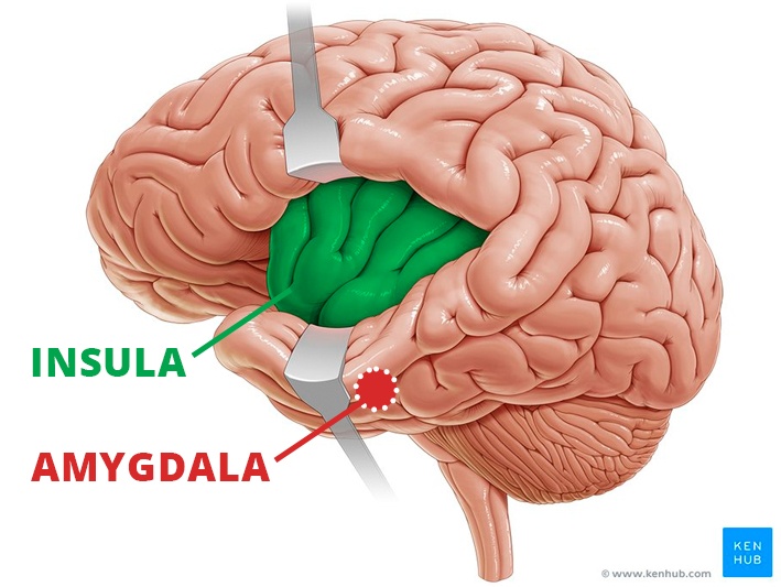 insula and amygdala