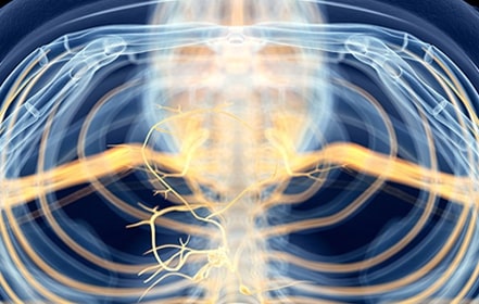 Polyvagal nerves