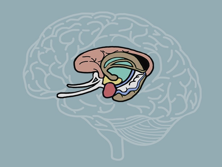 limbic system