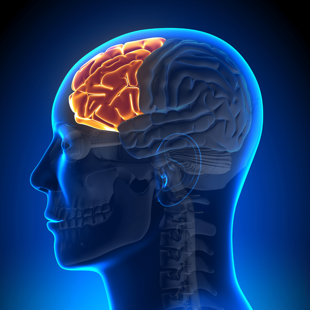 Picture of human brain anatomy. The prefrontal cortex is highlighted in orange, located just above the eyes.