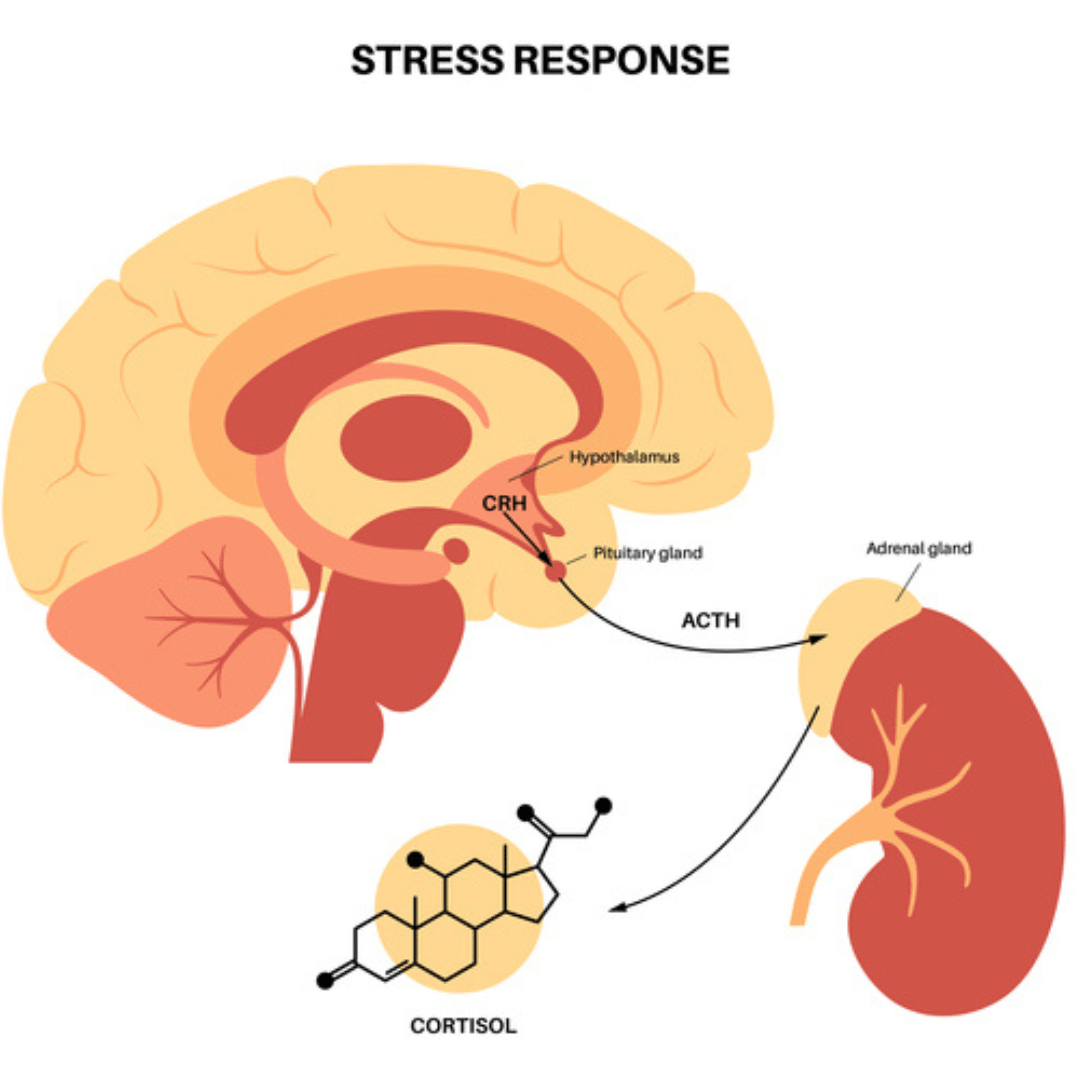 Stress response system and hypothalamic pituitary adrenal axis concept. Anatomy of adrenal and pituitary glands. Adrenaline and cortisol hormones in the human body.