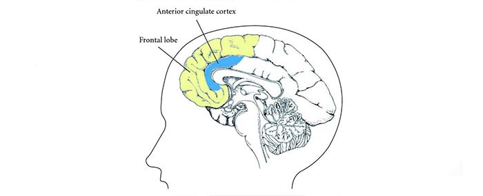 shut off the frontal and anterior cingulate cortex